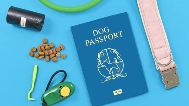 Jak wygląda paszport dla psa i co musisz o nim wiedzieć Jak wygląda paszport dla psa i co musisz o nim wiedzieć