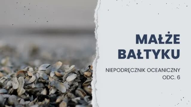 Jakie muszle występują w Bałtyku? Poznaj najciekawsze gatunki i ich sekrety