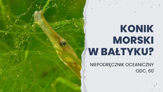 Czy koniki morskie żyją w Bałtyku? Zaskakująca prawda o faunie Morza Bałtyckiego Czy koniki morskie żyją w Bałtyku? Zaskakująca prawda o faunie Morza Bałtyckiego