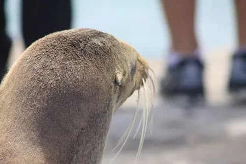 Do kogo należą wyspy Galapagos? Odkryj ich fascynującą historię Do kogo należą wyspy Galapagos? Odkryj ich fascynującą historię